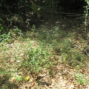 Persicaria barbata at Manoora, QLD - 30 Oct 2024 12:51 PM