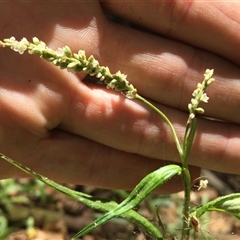 Persicaria barbata at Manoora, QLD - 30 Oct 2024 12:51 PM
