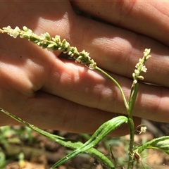 Persicaria barbata at Manoora, QLD - 30 Oct 2024