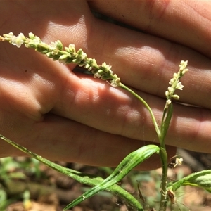 Persicaria barbata at Manoora, QLD - 30 Oct 2024 12:51 PM