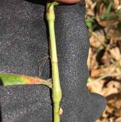 Persicaria barbata at Manoora, QLD - 30 Oct 2024 12:51 PM