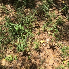 Persicaria barbata at Manoora, QLD - 30 Oct 2024 by JasonPStewartNMsnc2016