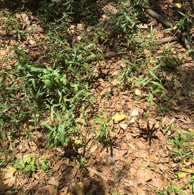 Persicaria barbata at Manoora, QLD - 30 Oct 2024 by JasonPStewartNMsnc2016