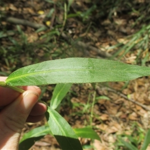 Persicaria barbata at Manoora, QLD - 30 Oct 2024