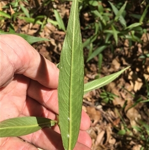 Persicaria barbata at Manoora, QLD - 30 Oct 2024