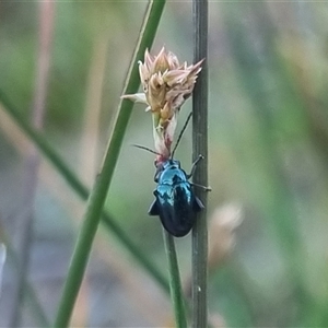 Arsipoda chrysis at Bungendore, NSW - suppressed