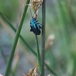 Arsipoda chrysis at Bungendore, NSW - suppressed