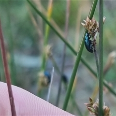 Arsipoda chrysis at Bungendore, NSW - suppressed