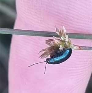 Arsipoda chrysis at Bungendore, NSW - suppressed