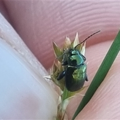 Arsipoda chrysis at Bungendore, NSW - suppressed