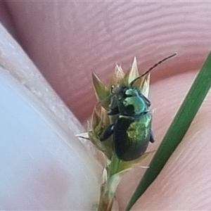 Arsipoda chrysis at Bungendore, NSW - suppressed