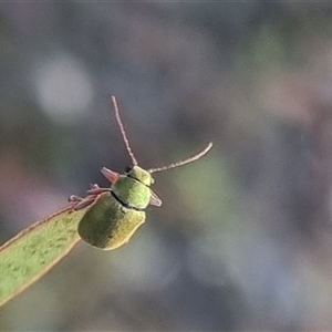 Eboo sp. (genus) at Bungendore, NSW - suppressed