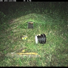 Unidentified Rodent at Tyndale, NSW - 29 Oct 2024 by topwood