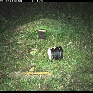 Unidentified Rodent at Tyndale, NSW by topwood