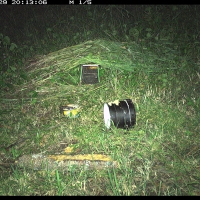 Unidentified Rodent at Tyndale, NSW - 29 Oct 2024 by topwood