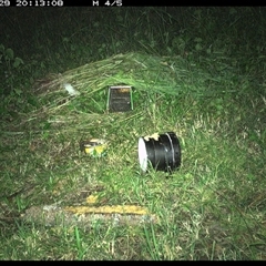 Muridae (family) at Tyndale, NSW - 29 Oct 2024 08:13 PM