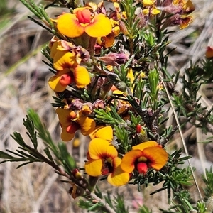 Dillwynia sericea at Weetangera, ACT - 29 Oct 2024