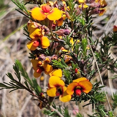 Dillwynia sericea (Egg And Bacon Peas) at Weetangera, ACT - 29 Oct 2024 by sangio7