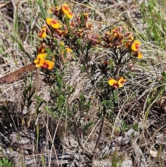 Dillwynia sericea at Weetangera, ACT - 29 Oct 2024