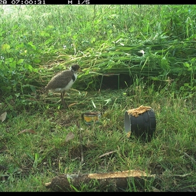 Vanellus miles (Masked Lapwing) at Tyndale, NSW - 28 Oct 2024 by Topwood