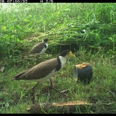 Vanellus miles at Tyndale, NSW - 28 Oct 2024 12:50 PM