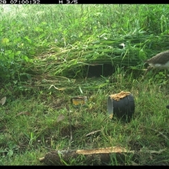 Vanellus miles at Tyndale, NSW - 28 Oct 2024 12:50 PM