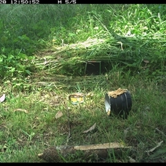 Vanellus miles at Tyndale, NSW - 28 Oct 2024 12:50 PM