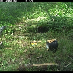 Vanellus miles at Tyndale, NSW - 28 Oct 2024 12:50 PM