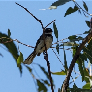 Rhipidura albiscapa at Bredbo, NSW - 30 Oct 2024