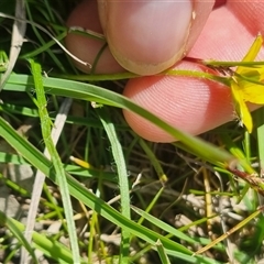 Hypoxis hygrometrica (Golden Weather-grass) at Lerida, NSW - 29 Oct 2024 by clarehoneydove