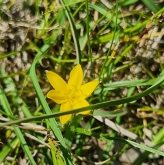 Hypoxis hygrometrica at Lerida, NSW - 29 Oct 2024