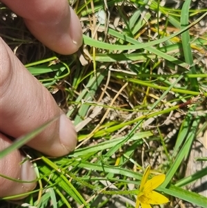 Hypoxis hygrometrica at Lerida, NSW - 29 Oct 2024