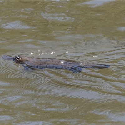 Ornithorhynchus anatinus (Platypus) at Bredbo, NSW - 30 Oct 2024 by AlisonMilton