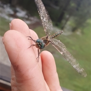 Hemicordulia australiae at Shark Creek, NSW - 28 Oct 2024 03:00 PM