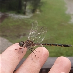 Hemicordulia australiae at Shark Creek, NSW - 28 Oct 2024 03:00 PM