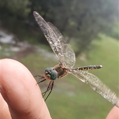 Hemicordulia australiae at Shark Creek, NSW - 28 Oct 2024 03:00 PM