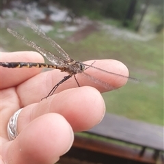 Hemicordulia australiae at Shark Creek, NSW - 28 Oct 2024