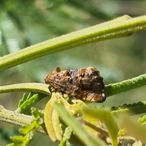 Peritropha oligodrachma at Lerida, NSW - 29 Oct 2024