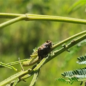 Peritropha oligodrachma at Lerida, NSW - 29 Oct 2024