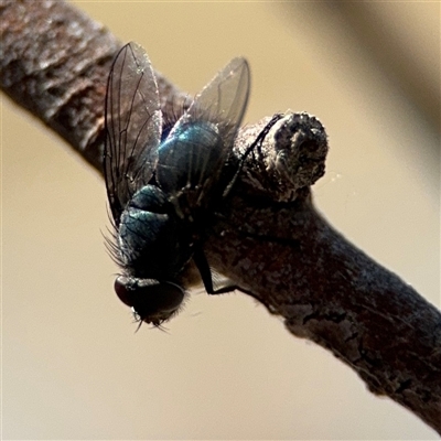 Calliphora vicina (European bluebottle) at Parkes, ACT - 30 Oct 2024 by Hejor1