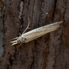 Culladia cuneiferellus (Crambinae moth) at Russell, ACT - 30 Oct 2024 by Hejor1