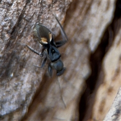 Daerlac cephalotes (Ant Mimicking Seedbug) at Russell, ACT - 30 Oct 2024 by Hejor1