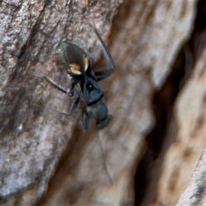 Daerlac cephalotes at Russell, ACT - 30 Oct 2024