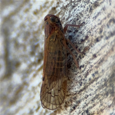 Cajeta singularis (Treehopper) at Russell, ACT - 30 Oct 2024 by Hejor1