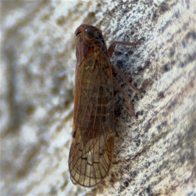 Cajeta sp. (genus) (A leafhopper) at Russell, ACT - 30 Oct 2024 by Hejor1