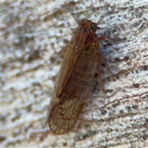 Cajeta sp. (genus) at Russell, ACT - 30 Oct 2024