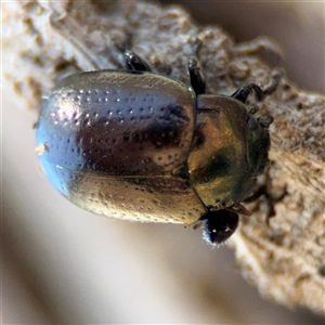 Chrysolina quadrigemina at Russell, ACT - 30 Oct 2024