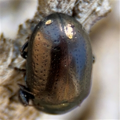 Chrysolina quadrigemina at Russell, ACT - 30 Oct 2024