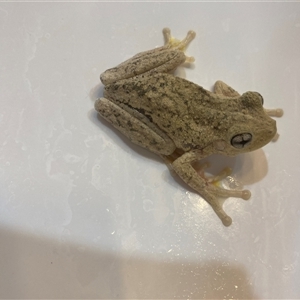 Litoria peronii at Mulgoa, NSW by JohnGiacon