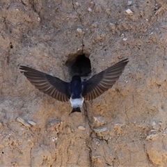 Petrochelidon nigricans (Tree Martin) at Bredbo, NSW - 30 Oct 2024 by AlisonMilton